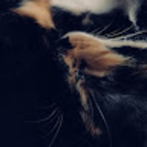 Meet your Posher, Berlyn